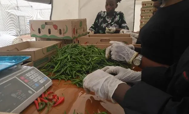 CHILLI PEPPER GHANA EXPORT