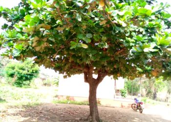 Tropical mond Tree