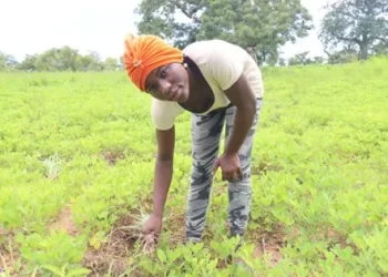 Kenkeni Ibrahim tends her groundnut farm