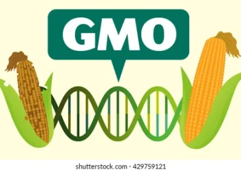GMO