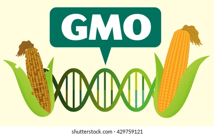GMO