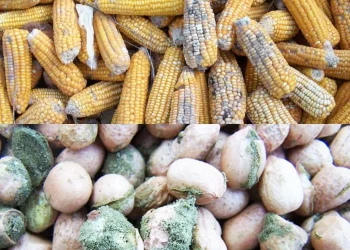 post harvest losses