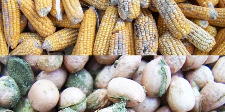 post harvest losses