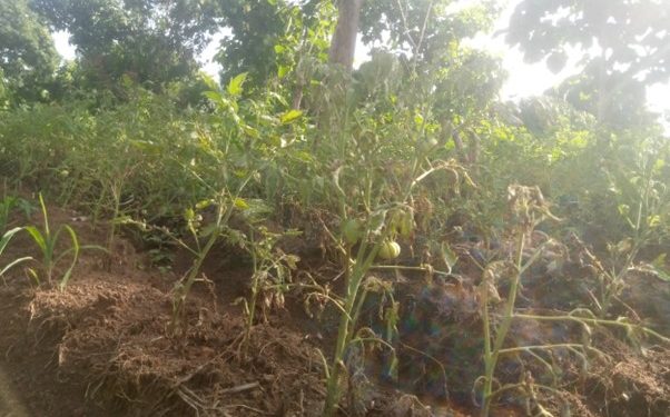 tomatoe farm