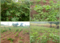 cassava 2