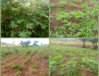 cassava 2