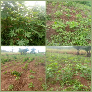 cassava 2