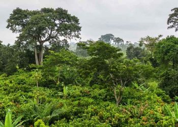 forest