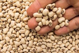 cowpea