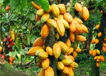 Colorful cocoa pods ready for harvest on a tropical cocoa plantation