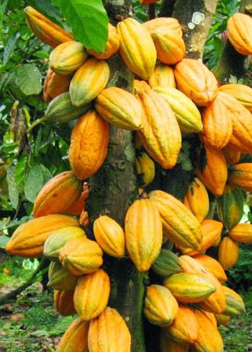Colorful cocoa pods ready for harvest on a tropical cocoa plantation