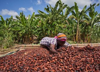 Ghanas Cocoa 1