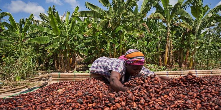 Ghanas Cocoa 1