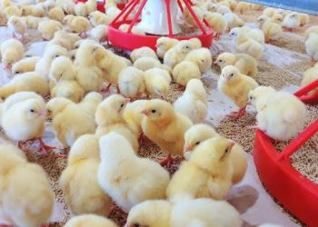 Poultry farmers
