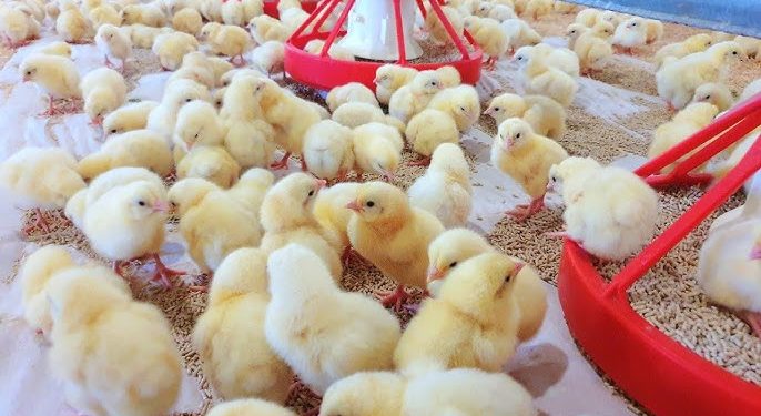 Poultry farmers