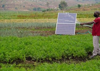 Smallholder