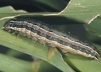 Photo of worms used in vermiculture and soil enrichment in Ghana, highlighting sustainable farming practices and farming updates.
