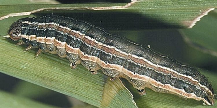 Photo of worms used in vermiculture and soil enrichment in Ghana, highlighting sustainable farming practices and farming updates.