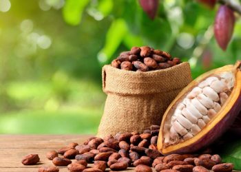 COCOBOD emblem representing Ghana Cocoa Board supporting cocoa production and farmers