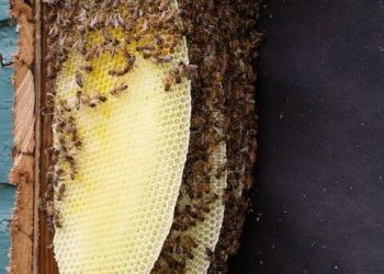 Bee on flower representing beekeeping and pollination in agriculture context