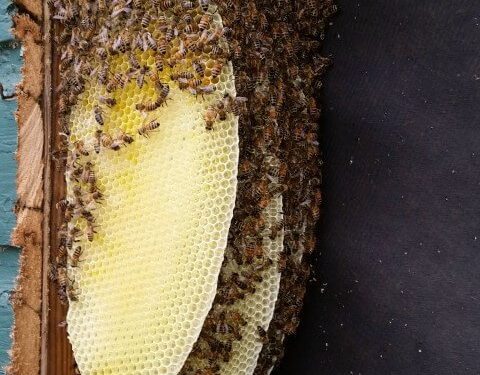 Bee on flower representing beekeeping and pollination in agriculture context