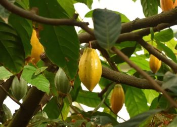 Cocoa beans growing inside colorful cocoa pods