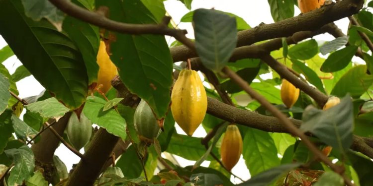 Cocoa beans growing inside colorful cocoa pods