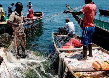Image showing fresh fish catch in Ghana, highlighting aquatic produce and its link to agriculture news Ghana, Ghana farming news, fisheries updates, and agribusiness reporting.