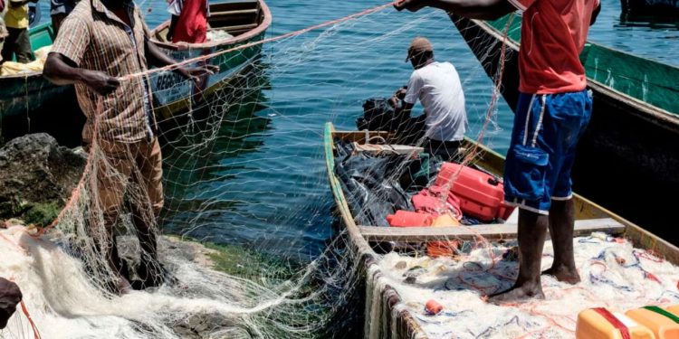 Image showing fresh fish catch in Ghana, highlighting aquatic produce and its link to agriculture news Ghana, Ghana farming news, fisheries updates, and agribusiness reporting.