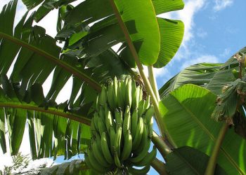 plantain