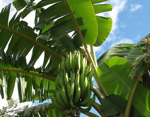plantain