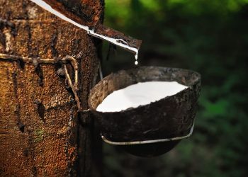 Rubber tree latex collection representing natural rubber crop