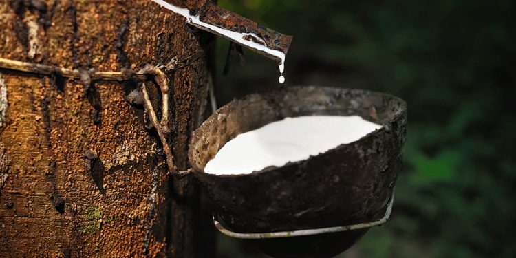Rubber tree latex collection representing natural rubber crop