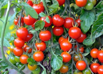tomato 1