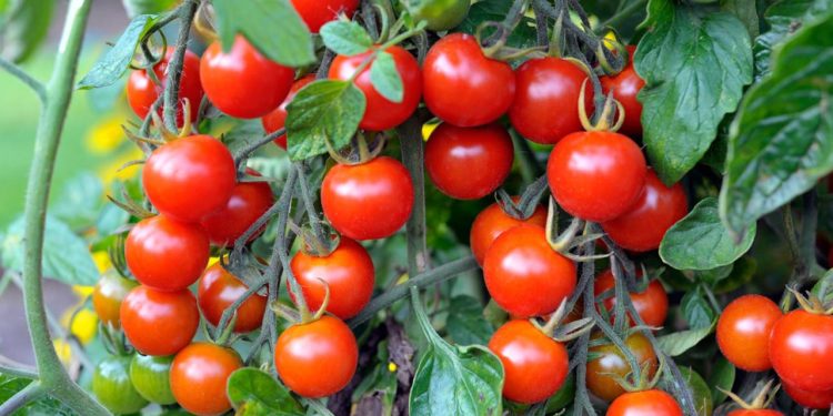 tomato 1