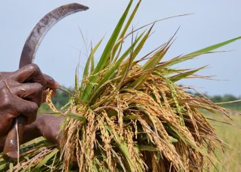Close-up of crops in Ghanaian farmland, showcasing local farming practices, agricultural growth, and relevance to agriculture news Ghana and farming updates