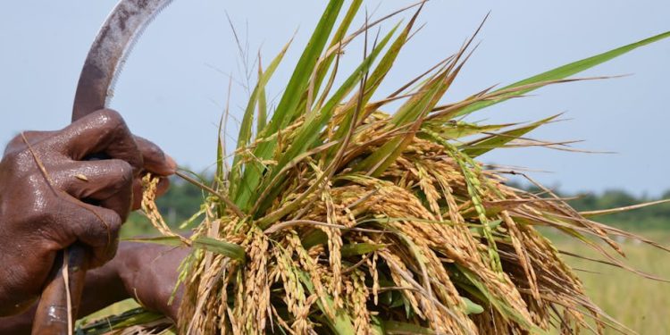 Close-up of crops in Ghanaian farmland, showcasing local farming practices, agricultural growth, and relevance to agriculture news Ghana and farming updates