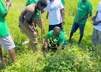 Forest icon representing sustainable land and ecosystem health