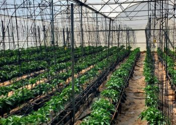 greenhouse