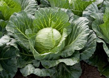 Sustainability symbol highlighting environmental protection in agricultural development