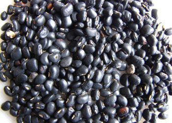 Cowpea legume seeds and pods highlighting agricultural harvest produce