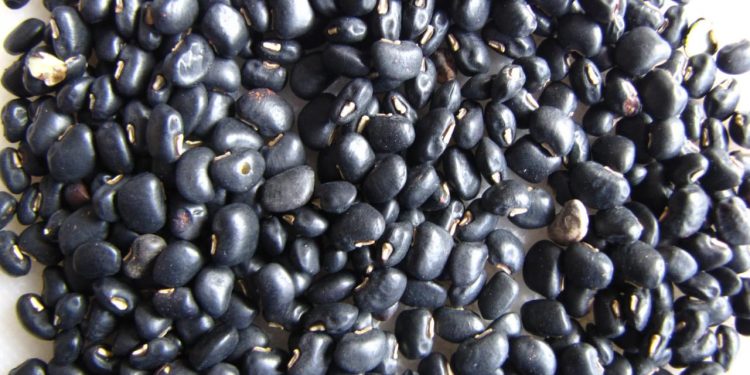 Cowpea legume seeds and pods highlighting agricultural harvest produce