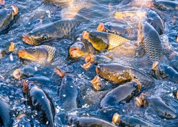 fisheries