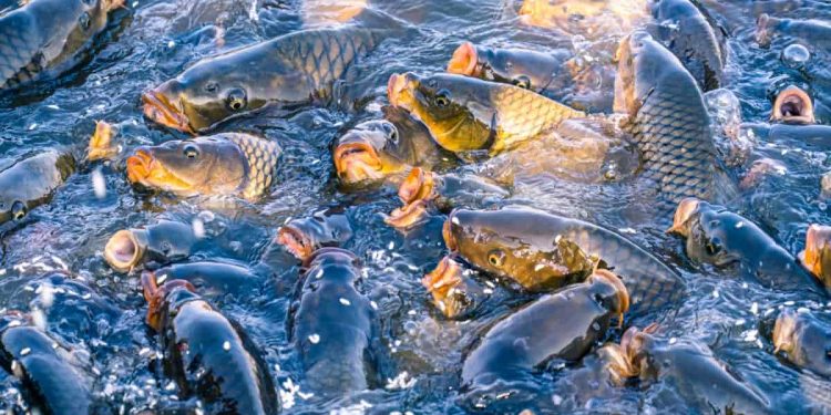 fisheries