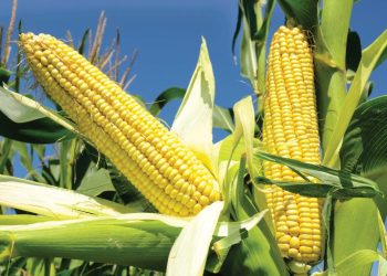 Rows of maize (corn) plants in agricultural field under bright sunlight