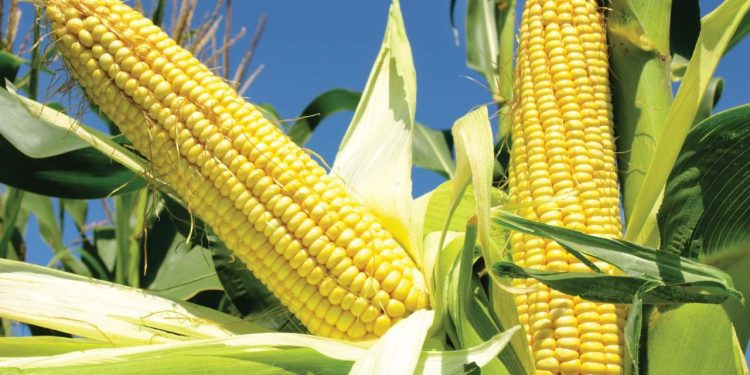 Rows of maize (corn) plants in agricultural field under bright sunlight