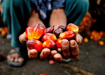 palm oil 1