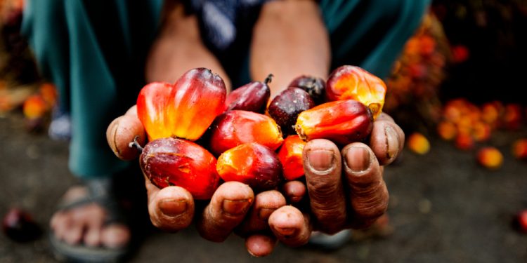 palm oil 1