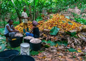 Cocoa Farmer