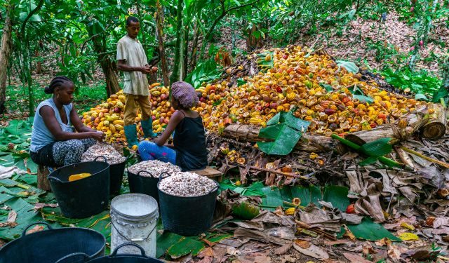 Cocoa Farmer